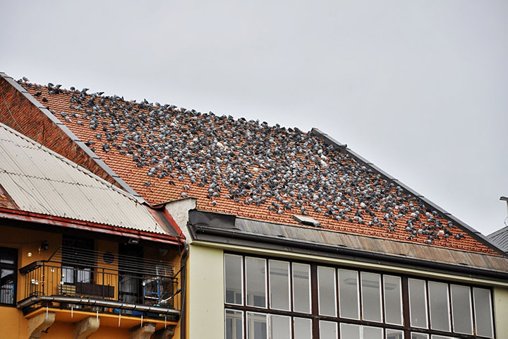 A2B Pest Control are able to install spikes to deter birds from roofs in Wood Green. 