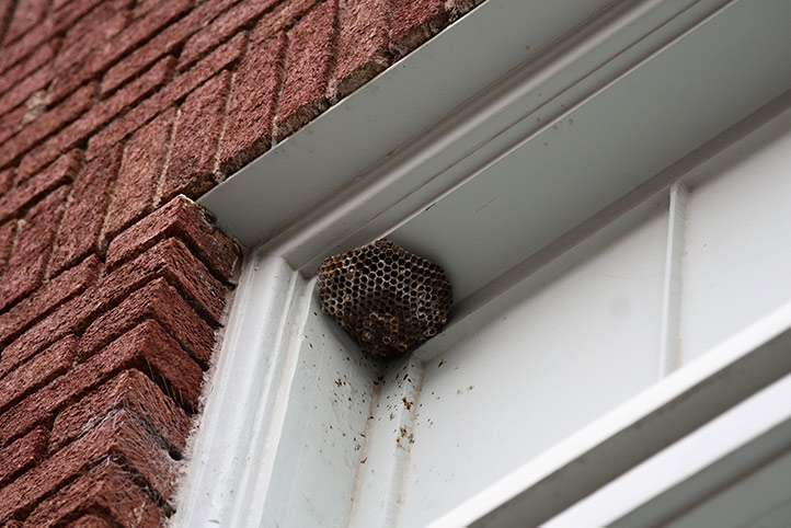 We provide a wasp nest removal service for domestic and commercial properties in Wood Green.